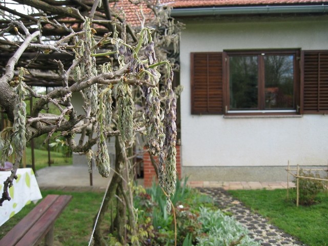 smrznuta glicinija